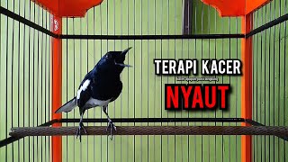 Download lagu SUARA BURUNG kacer gacor NGEPLONG tarung ini paling ampuh buat PANCINGAN KACER agar EMOSI mp3 Download lagu SUARA BURUNG kacer gacor NGEPLONG tarung ini paling ampuh buat PANCINGAN KACER agar EMOSI mp3