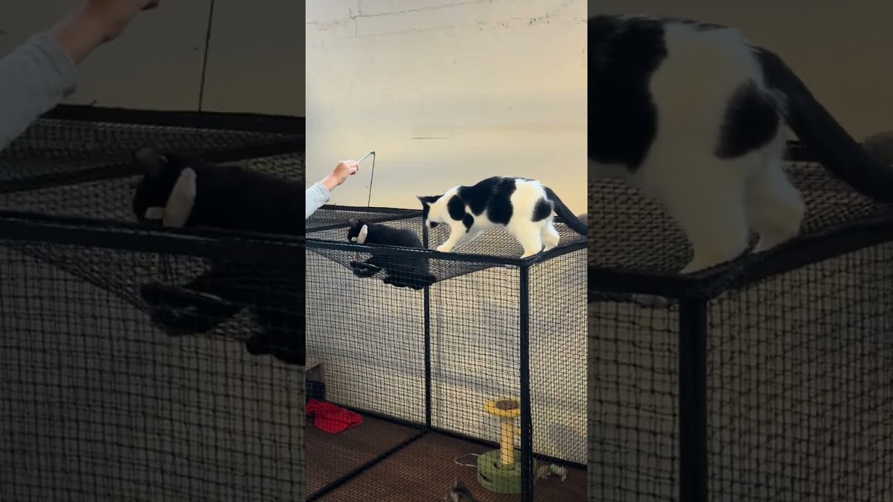 YouTube Short thumbnail