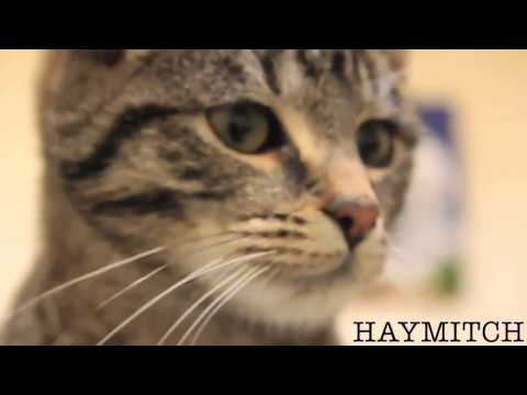 Galway-SPCA City Centre Cattery - October 31st 2012