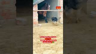 Horse Fight With Dog 💪/ Horse video/Dog video/ 
