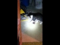 Cat Catches Bat In Our House