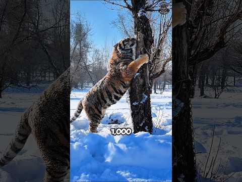 How Big Can a Tiger Really Get?