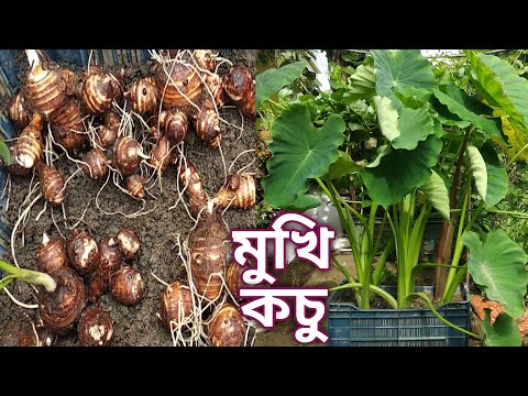 Cultivation of taro. Cultivation of taro in fruit basket. How to grow Taro plant at home!