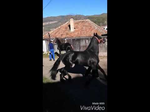 Cai lu virgil dela hateg