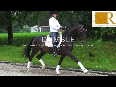 SOLD - Dressurpferd - 2002 Hannoveraner Wallach von Dornenkönig, Stm. ca. 1,72, S-Dressur - Dumble