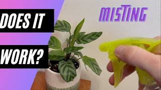 Does Misting Your Houseplants Actually Work?