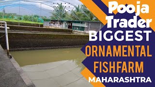 Biggest Ornamental fish farm in Maharashtra | Pooja Trader | Arowana | Sting Ray | Oscar | Goldfish