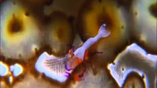 Amorphous Androgynous - Yo Yo