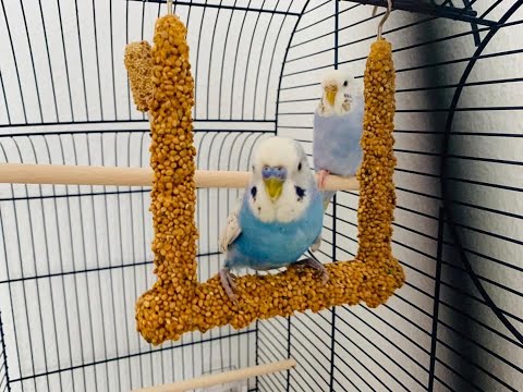 download lagu mp3 mp4 Harmonievoll, download lagu Harmonievoll gratis, unduh video klip Harmonievoll