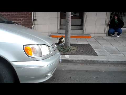 Hawk vs pigeon in city