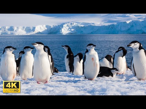 Amazing Penguins Collection in 4K UHD with Relaxing Music