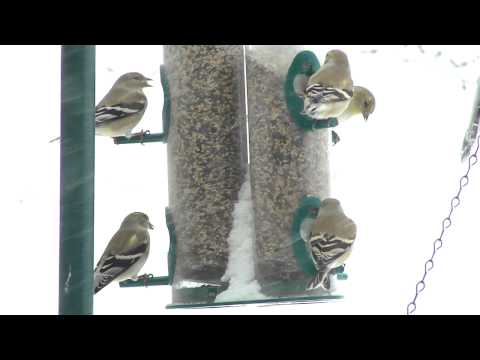 Bird feeders are hopping during this winter storm!
