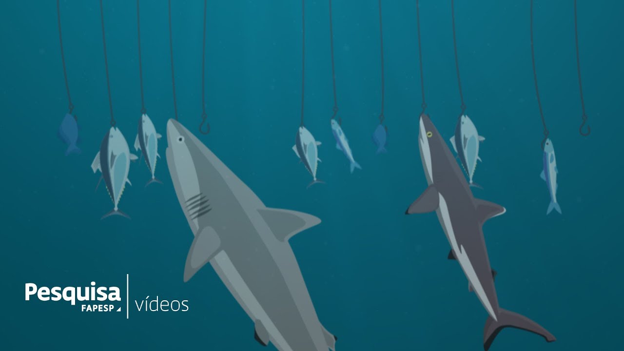 Como proteger os tubarões