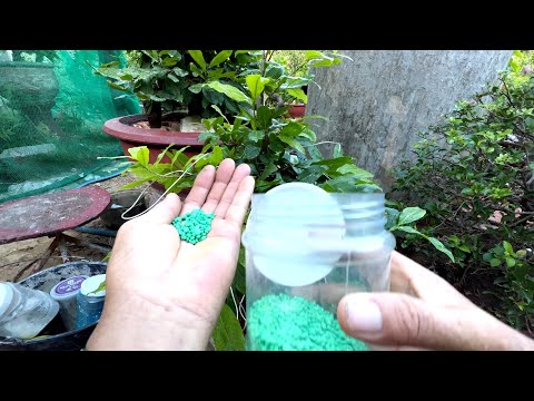 Mai không chơi tết bón phân cho hợp lý