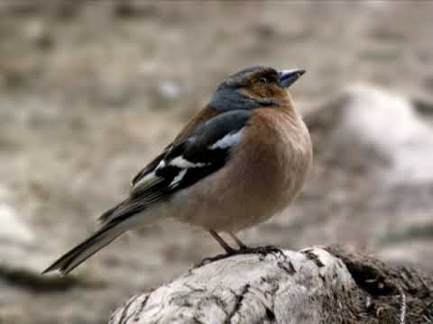 Slobodan Domacinovic Cinteza