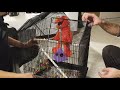 My Bird Will Love It Elmo In The Cage