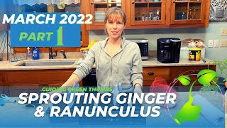 MARCH ACTIVITIES PART 1 // GROWING NEW THINGS // SPROUTING GINGER &amp; RANUNCULUS