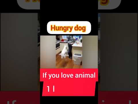 @hungrydog #rockstar #shortvideo #animal #funny #viral #shoerts #animallover #dog #boysattitude