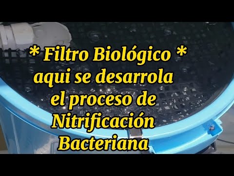 , title : '🐟 Filtro Biológico en Sistema RAS (Recirculating Aquaculture System) Doméstico Crianza Tilapias🐟'