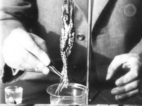 Život zabité žáby 1911