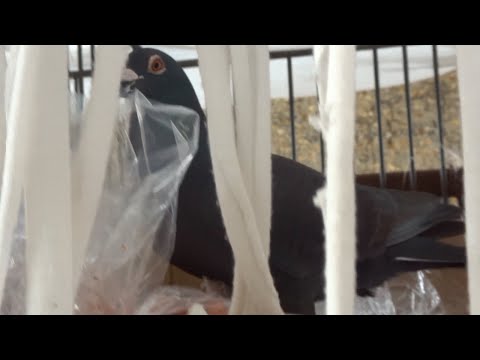 The Hungry Pigeon