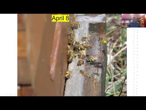 2021.02.03  Bees & Trees