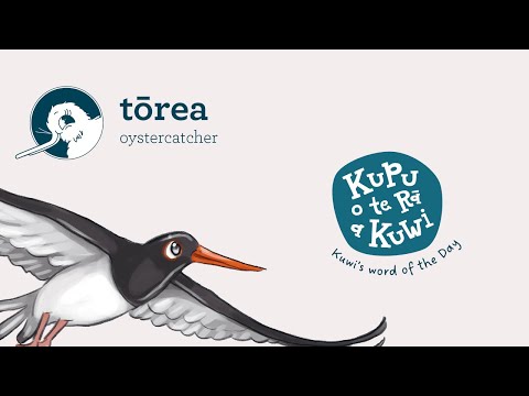 Day 72: tōrea - oystercatcher