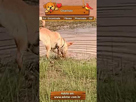 Vídeo de Charllote