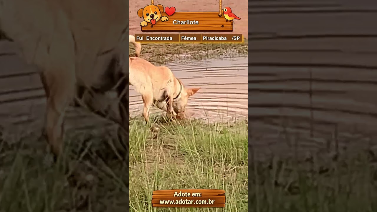 Cachorro raça SRD-ViraLata idade 1 ano nome Charllote