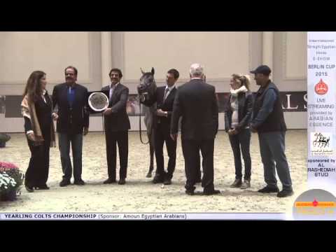 1st N.5 EZZ AL RASHEDIAH - Berlin Cup S-Show Werder 2015 - Yearling Colts Championship (Class 14)