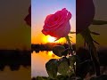 Best Song Nature Whatsapp Status Nature WhatsApp Status Nature