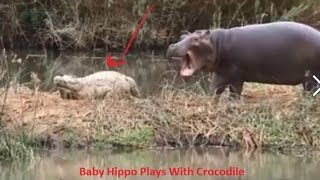 來玩嘛！小河馬張大嘴含住鱷魚尾巴　被甩掉跺腳找媽媽