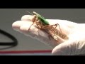 Bomb sniffing locusts | Inside the Research | Washington University