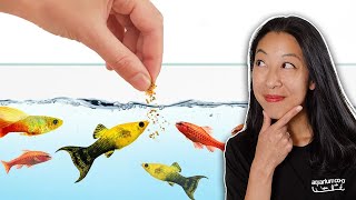 How to Pick the BEST Fish Foods that Aquarium Fish Can’t Res