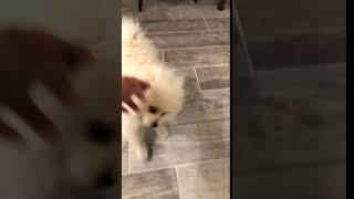 German Spitz (Mittel) Puppies Videos