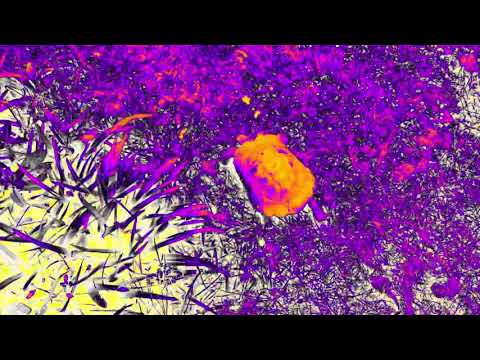 Kev Ellis And The Space Cadets _ Tortoise