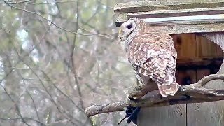 Male and Female Barred Owl Daytime Views! Returns to Nest After Morning Break | April 10, 2024