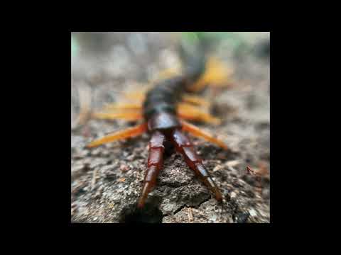 [free] Central Cee X Freeze Corleone Type Beat - Scolopendre (Prod. Legolace)