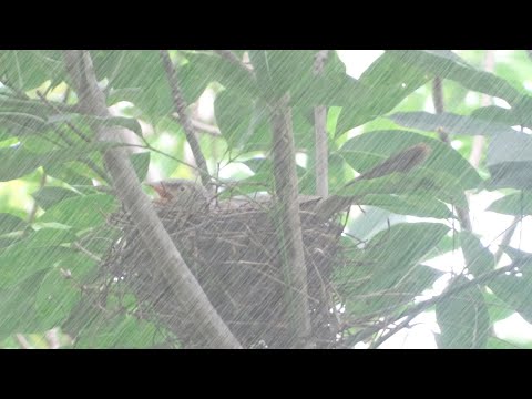 Bird Protecting Her Eggs in Heavy Rain and Storm