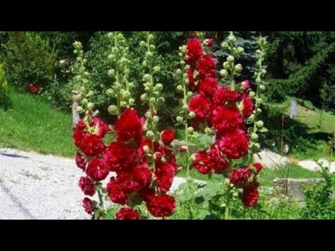 semillas naciendo de baras de San José