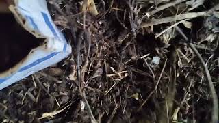 HOW TO GET RID OF FRUIT FLIES IN A WORM BIN. #vermicompost