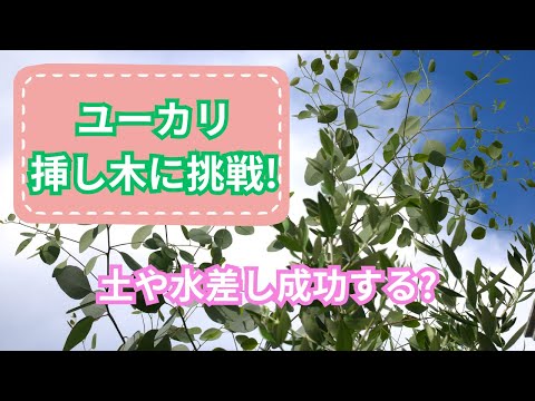 挿し木の成長を促進するアイデアはありますか？柳の水で水をやれますか？  庭園