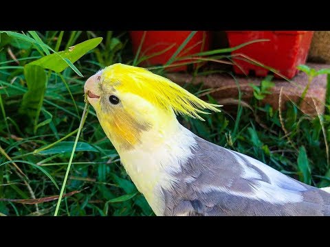 How To Tame Your Cockatiel