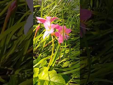 🌼🌸What'sapp status lovely flowers🌺💐