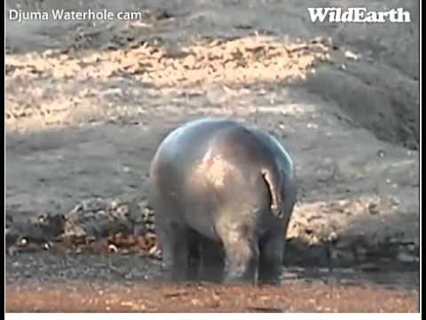 Djuma Waterhole Cam 25 June 2011 Hippo