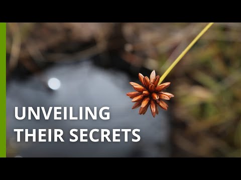 How a rare Colombian flower cultivated with Indigenous know-how is changing lives