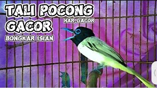 Download lagu Har_gacor suara 1 Suara Burung Seriwang/Tali Pocong Gacor Ekor Panjang Ngeroll mp3