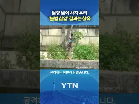 제 발로 사자 우리 들어간 10대 #shorts / YTN