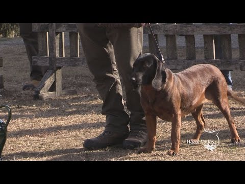 28. KASZÓ KUPA - Országos Véreb Fővizsga - Életképek film I.  - 2017.02.25-26