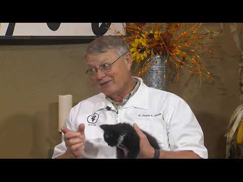 Pet Doc: Fever in cats - YouTube
